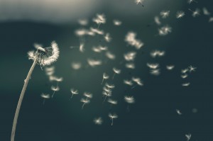 photo by saad chaudhry on unsplash